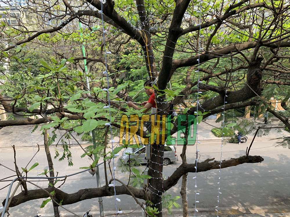 Thi công dây led quấn cây nhà hàng Hatoyama Vạn Phúc